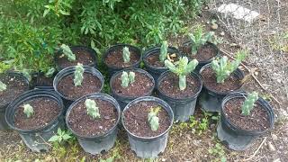 Propagate Cholla Cactus Cuttings Easy