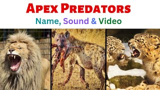 Top 10 Apex Predators For Kids | The Most Dangerous  Animals | Greatest  Predators