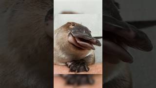 Platypus Will Quack You Up!