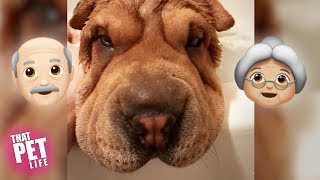 Wrinkly Pets That Look Like Your Grandparents | Funny Pet Compilation