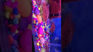 Best tank mates for aggresive parrotfish#shorts#jewel cichild fish#shortsvideo