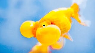 New gold Fish Tank | Gold Fish Breeding Process | How To Take Care Gold Fish