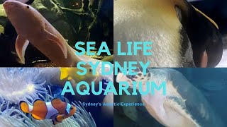 SEA LIFE Sydney Aquarium | Premier Aquatic Experience | The Sydney Experience