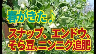 春が来ました、花が増えて実を着ける準備をしているスナップ、エンドウ、そら豆に十日おきの追肥の始まりです。3/11