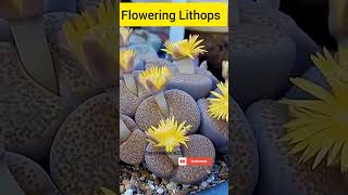 Lithops living stone #exotic #rareplants #viral #trending #shortsfeed #ytshorts #2023 #youtubeshorts