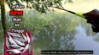 Mancing ikan Lucas