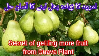 How to get more fruit from Guava Plant. very easy Solution