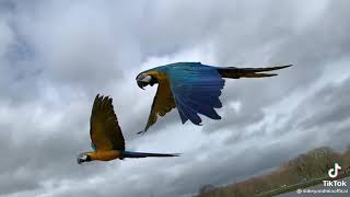 parrot are flying