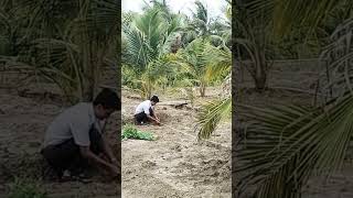 Khoảng cách trồng Dừa hợp lý #võ_quang_sơn #shortvideo #trendingshorts #coconut