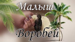 Приучаем ПТЕНЦА ВОРОБЬЯ к песку! Вторая попытка уже... #спасениептенца #птенец