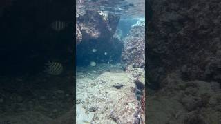 Snorkeling at our Secret beach (Playa Forti) #travel #curacao #snorkeling #westpunt