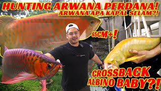 HUNTING PERDANA! ARWANA 60CM+  & ANAKAN GOLDEN CROSSBACK ALBINO, TAPI?!.......