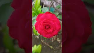 #nature#love#english#song#elliegoulding#love me like you do#status#rose#flowers#ytshorts#enjoy#life😍