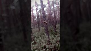 Tiny Spider Weaves Huge Web #nationalpark #poland #spider #shorts