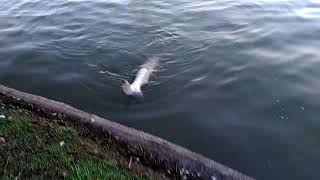 40 bls fish Caught at Herman Park downtown Houston. (Houston Parks Fishing).