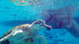 Mauritius - Swimming with sea turtles - 4K