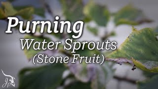 Pruning Water Sprouts (Stone Fruit)