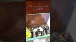 Pavement ants eat an apple