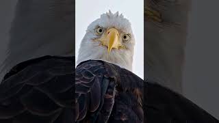 #eagles #amazing #viral #fy