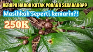 SEBENTAR LAGI PANEN KATAK/BUBIL PORANG!?