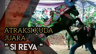 Atraksi Kuda Renggong Si Reva Juara Se Jawa Barat