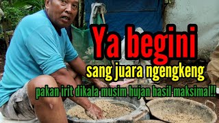 ya begini sang juara ngengkeng pakan irit dikala musim hujan hasil maksimal!!