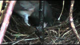 Junco Nest