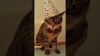 Funny Animals 2024 😂 - Funniest Cats and Dogs video 🐱 🐶 #shorts