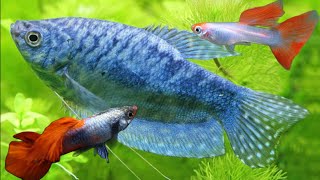 Can dwarf gouramis and guppies live together? can guppies and dwarf gourami share the same fish tank