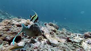 Feeding Humphead Parrotfish | Blue Planet