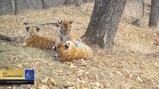 Попались, хулиганы полосатые: амурские тигрята угодили в "фотоловушку"