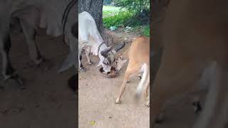 Feeding Cows