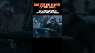 War For The Planet Of The Apes 2017 (Caesar's Compassion Supporting Old Ape in base)