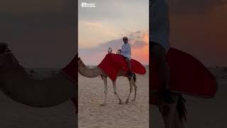 morning camel safari