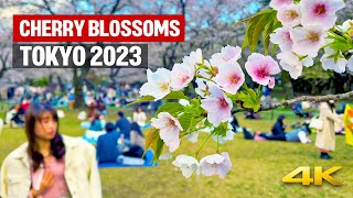 Цветущая сакура 2023 - парк Ёёги/Sakura Cherry Blossoms 2023 - Yoyogi Park, Japan・4K/Binaural