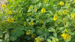 How to differentiate between Fenugreek (میتھی) and weeds