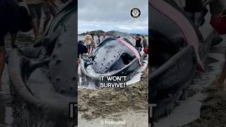 REAL REASON BEACHED WHALES DIE!🤯🐳🥺 #animals #animalfacts #whales #whalerescue