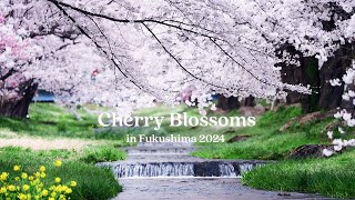 Cherry Blossoms in Fukushima JAPAN (2024) - Cinematic 4K Video | Sony A7SIII, A7IV & DJI Mavic 3