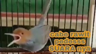 burung prenjak suara pedes!!!