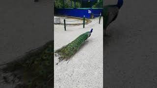 The Beauty of a Peacock