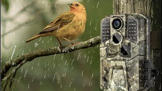 Wosoda trail camera review {inexpensive camera great for public land}