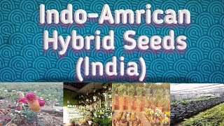 Indo - American Hybrid Seeds In India