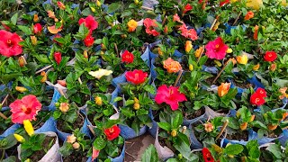 25 February Galiff Street Flower Plants Market In Kolkata