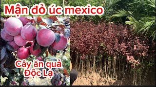 Giống mận đỏ úc mexico - cây ăn quả độc lạ được trồng nhiều