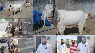 HYDERABADI GOATS🐐TOP QUALITY Male