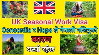 UK Seasonal Work Visa ।। Concordia र Hops Labour Solution ले किन नेपाली लिदैनन ? कारण यस्तो छ ।