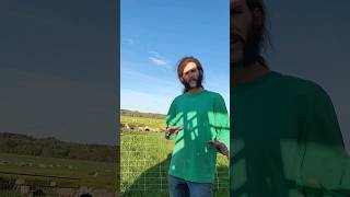 Eat The Weeds #counterculture #texas #farmlife #sheep #easttexas #regenerativeagriculture #homestead