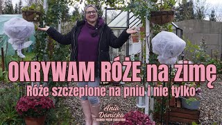 Okrywam róże na zimę || Róże szczepione na pniu || Kopczykowanie róż