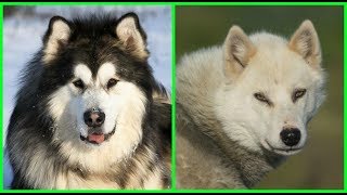 Top 10 razas de PERROS  con apariencia de LOBOS