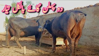 top class cross breed|first time two cows|Pakistan Ki top breed|frozen cross cow for sale